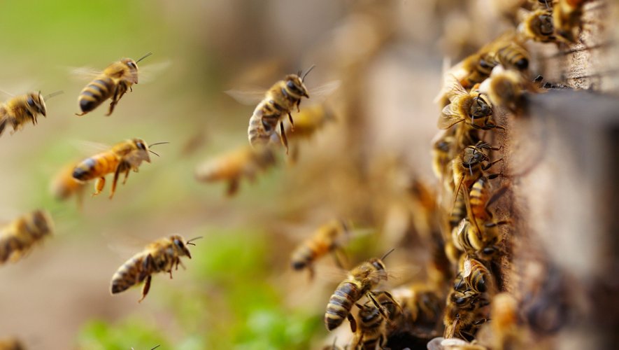 Et si on pratiquait l'apiculture darwinienne pour protéger les abeilles ?