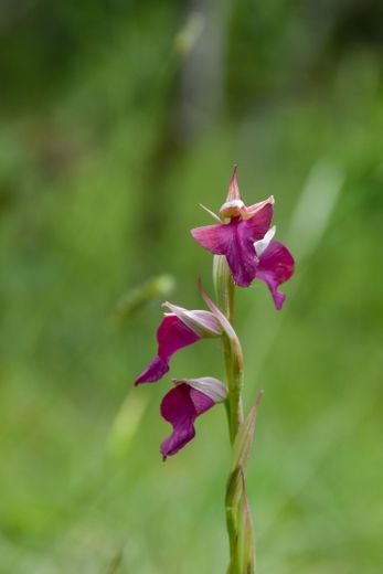 Une Serapicamptis Complicata, orchidée rarissime en France, a été découverte en Aveyron.