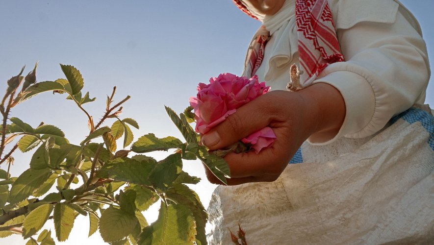 Ce sont majoritairement des femmes qui récoltent, à l'aide de gants troués par les épines, les précieuses fleurs.