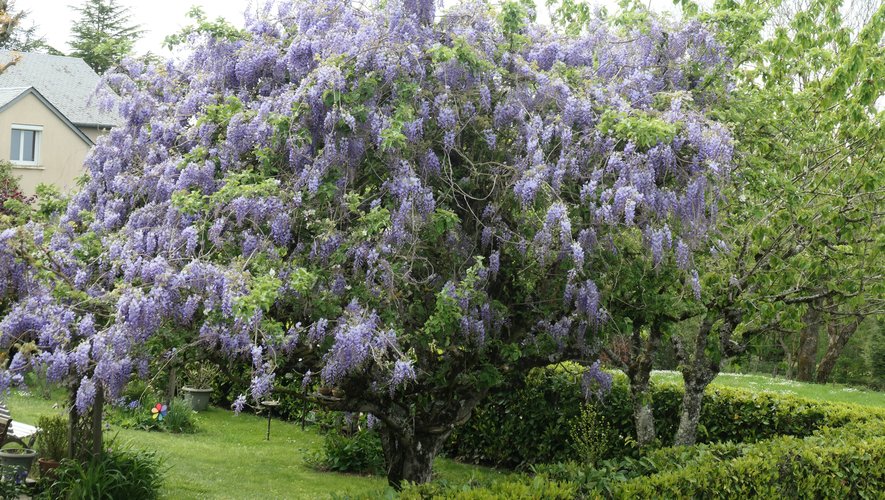 Luc la Primaube Une Glycine G ante L abri Des Regards luc-la-primaube-une-glycine-g-ante-l-abri-des-regards