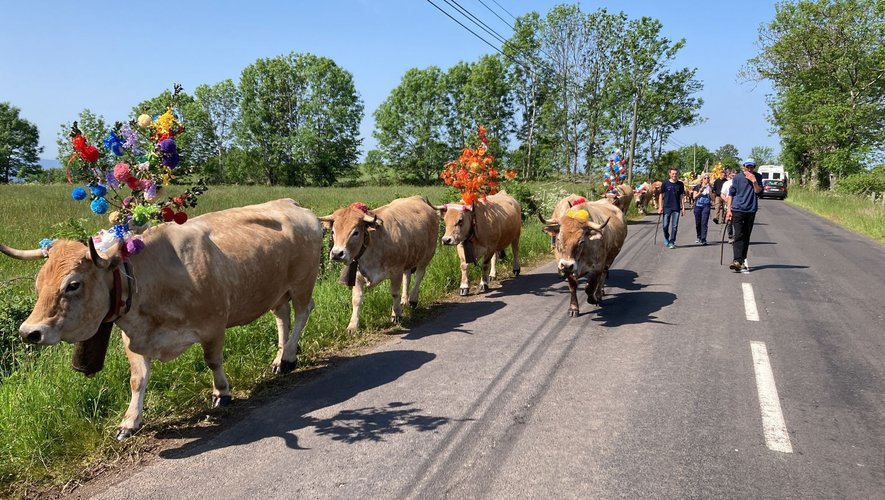 Transhumance VIDEOS. Transhumance en Aveyron : du soleil et du monde pour accueillir ...