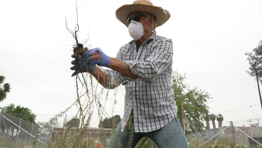 Nettoyage des eaux usées, assainissement des sols contaminés par les cendres toxiques des feux de forêt, fréquents en Californie... La "bioremédiation" peut s'appliquer à de nombreux domaines.