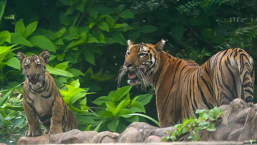Les trois quarts des populations de tigres sauvages, une espèce menacée à travers le monde, vivent en Inde.
