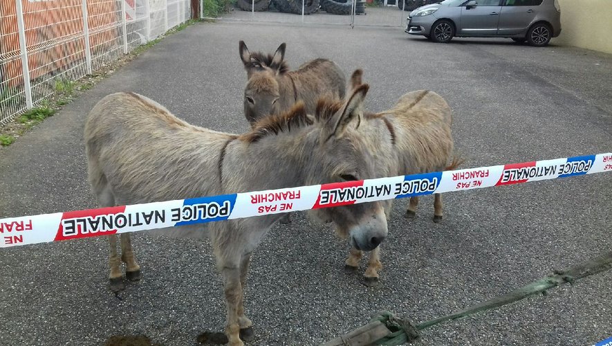 "Police nationale, ne pas franchir" : pas têtes de mule pour un sou, les ânes ont obéi.