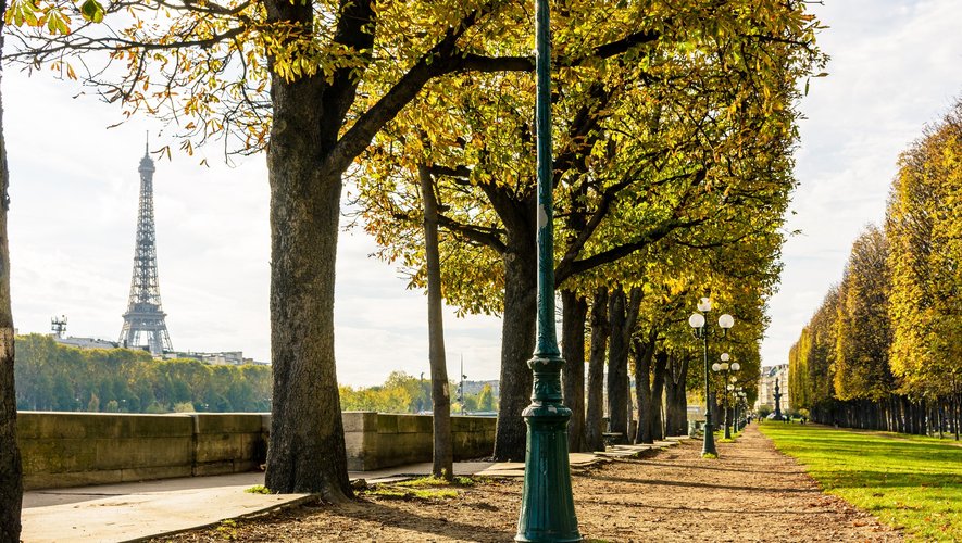 A Paris, les arbres ont pris une place centrale dans l'offre politique comme dans le futur plan local d'urbanisme (PLU), qui promet plus d'espaces verts face au changement climatique.