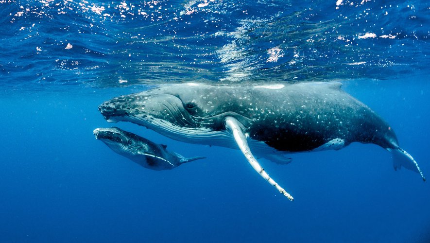 Selon une nouvelle étude, la capacité des baleines à capturer le CO2 serait en réalité surestimée.
