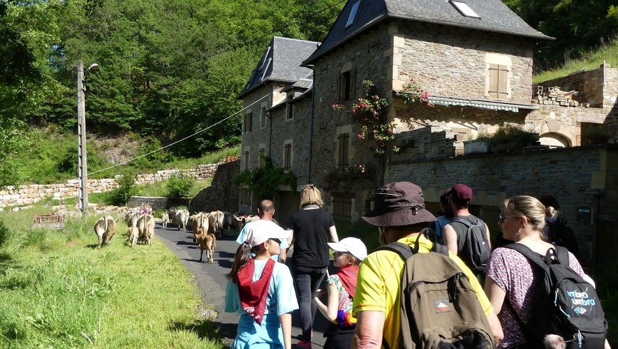 Les participants à la marche derrière le troupeau de Clément et Cécile Chassaly.