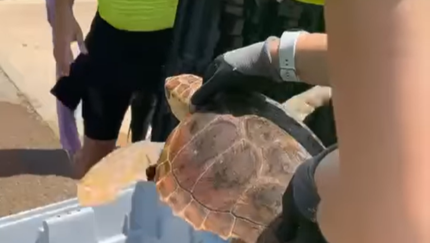 Cette tortue âgée d'une dizaine d'année était perdue dans le port de Gruissan.