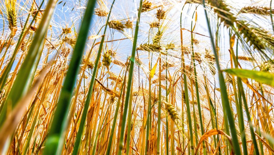 Le blé du futur sera un blé résistant aux maladies et ravageurs, favorisés par des hivers de plus en plus doux, robuste face au manque d'eau et qui conservera ses qualités gustatives et nutritionnelles.