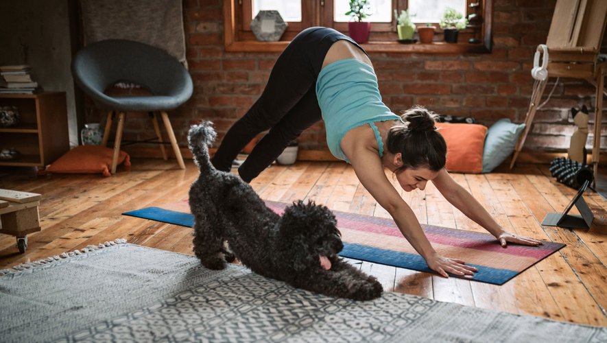 Pratiquer le yoga avec son chien garantirait davantage de détente et de relâchement, et améliorerait la complicité entre l'individu et son animal de compagnie.