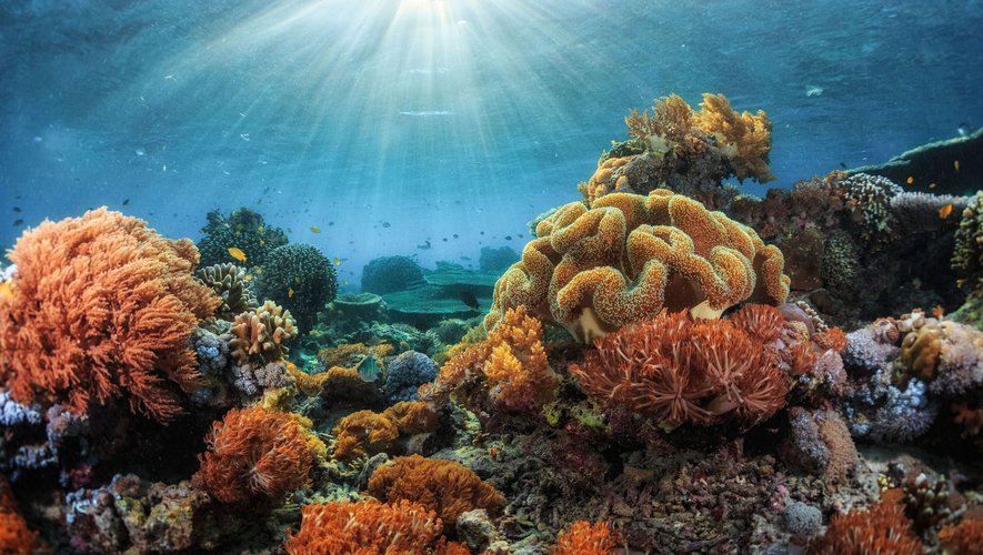 Des scientifiques ont mis au point une protection solaire qui protège la peau des méfaits des rayons ultraviolets, tout en favorisant la croissance des coraux menacés par les produits chimiques présents dans nombre de ces produits.
