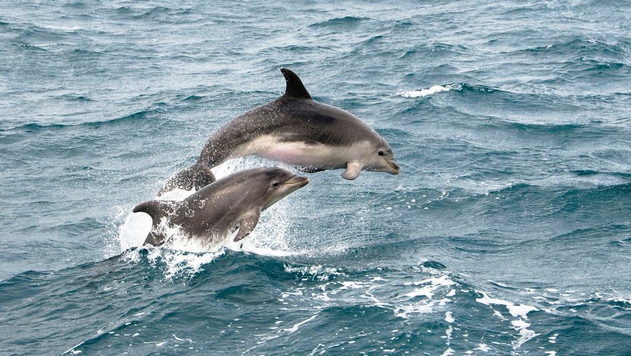 Les femelles dauphins produisent des sifflements d’une fréquence et d’une hauteur tonale plus élevées lorsqu’elles s’adressent à leurs petits.