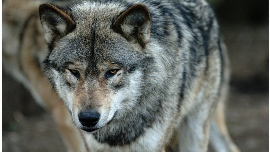 Les agriculteurs dénoncent une "estimation approximative" du gouvernement sur la population de loup.