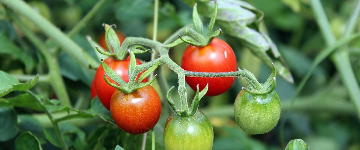 Jardinage : plantations, arrosage et protection, comment prendre soin de votre potager en été ?