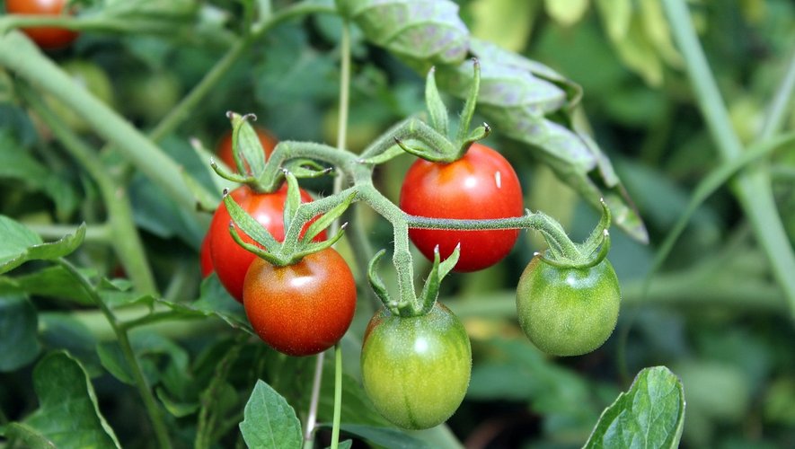 Les tomates cerises sont à planter durant la saison estivale.