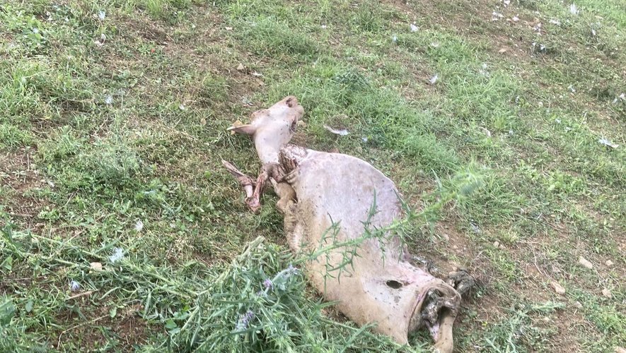 Des brebis mortes ont été retrouvées chez cet agriculteur.