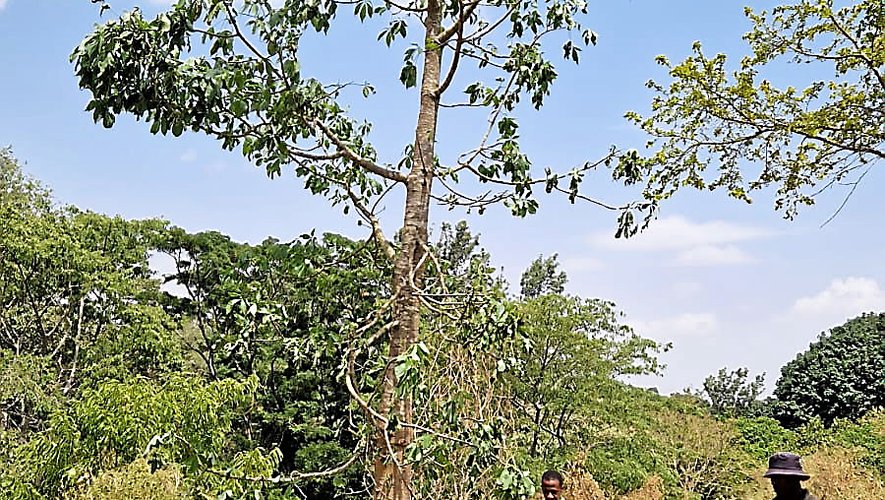 La plantation d’un baobabà Leganga.