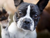 Déjà sujets aux problèmes respiratoires, les chiens brachycéphales sont particulièrement vulnérables face aux épisodes de canicule.