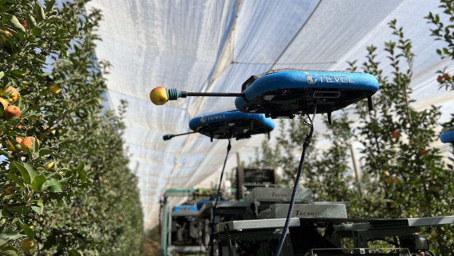 Les robots de Tevel Aerobotics participent aujourd'hui à la récolte de pommes en Amérique du Sud.