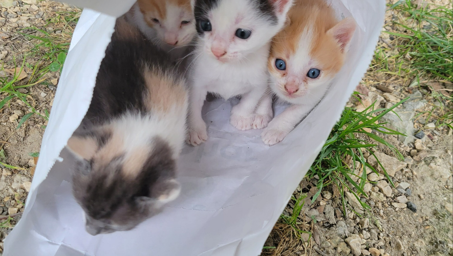 Les quatre chatons étaient livrés à eux-mêmes dans un sac plastique près des poubelles.