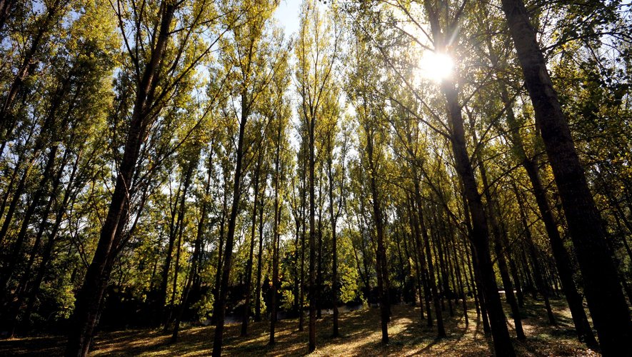 Les forêts sont surveillées de près en cet été 2023, marqué par une importante sécheresse en France.