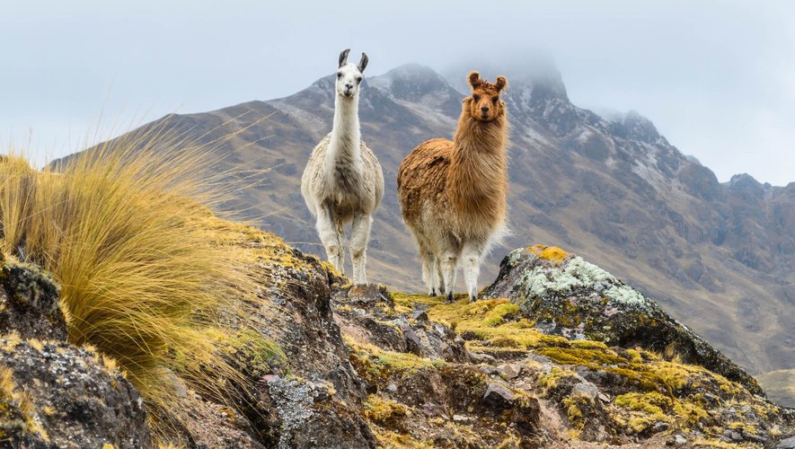 Les lamas sont capables d’apprentissage social, selon une récente étude allemande.