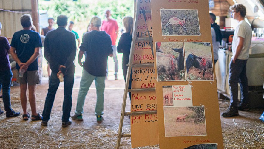 Les photos des brebis touchées ont été exposées dans la bergerie.