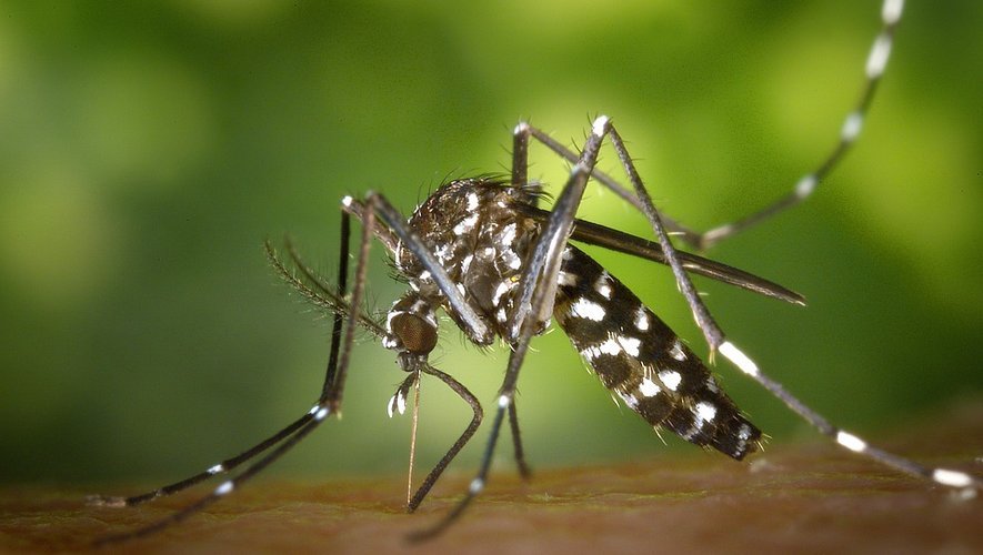 Les moustiques ont un rayon d’action de 150 à 200 mètres.