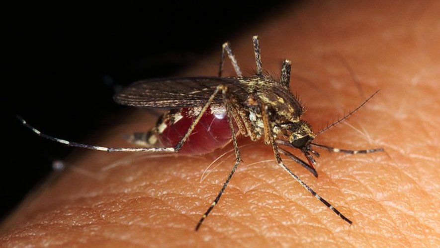 Le virus du Nil occidental est transmis à l'homme par le moustique.
