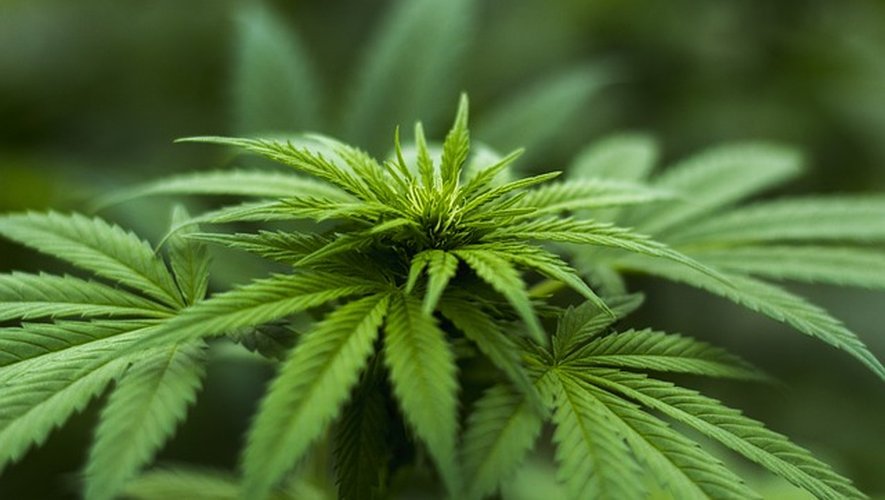 Les parents cultivaient des plants de cannabis, cela a failli coûter cher à leur enfant.