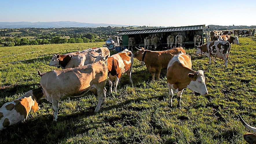 La traite des vaches simmental dans les prés de l'Aubrac.