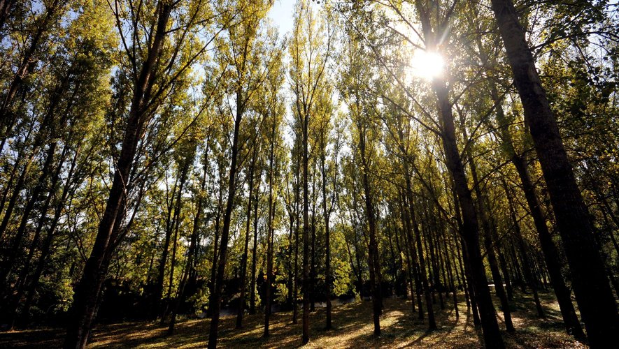 Le danger feux de forêt sera encore présent en France, ce lundi 7 août 2023.