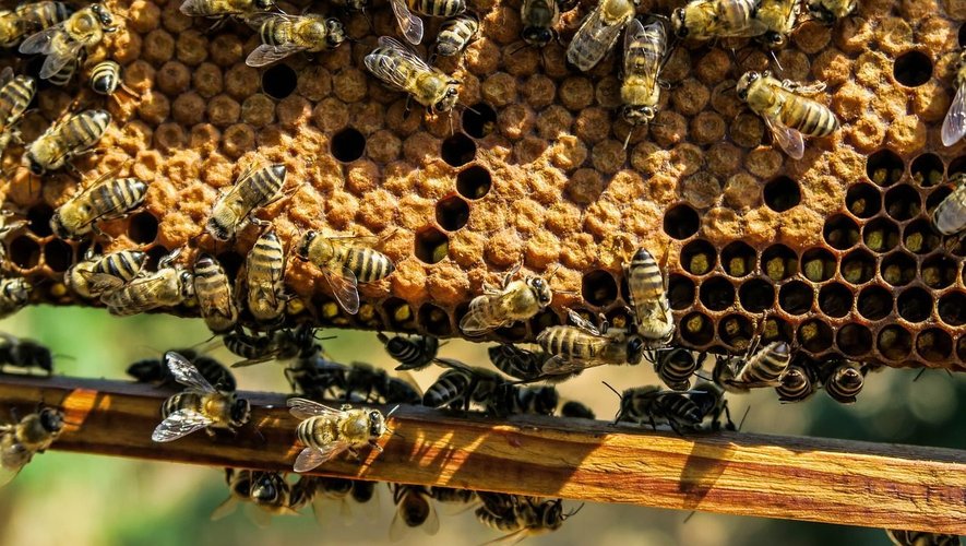 Les apiculteurs ont jusqu'au 8 septembre pour faire leur demande.