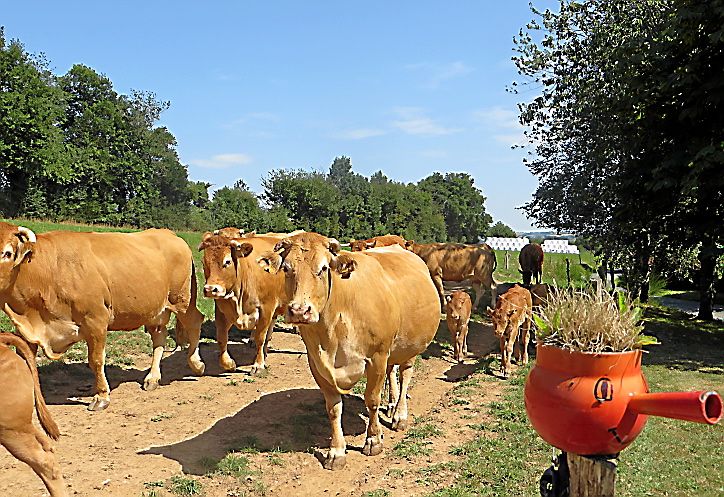 Le réquistanais, une terre d'élevage de brebis... mais pas seulement : le veau du Ségala et de l'Aveyron y a sa place !