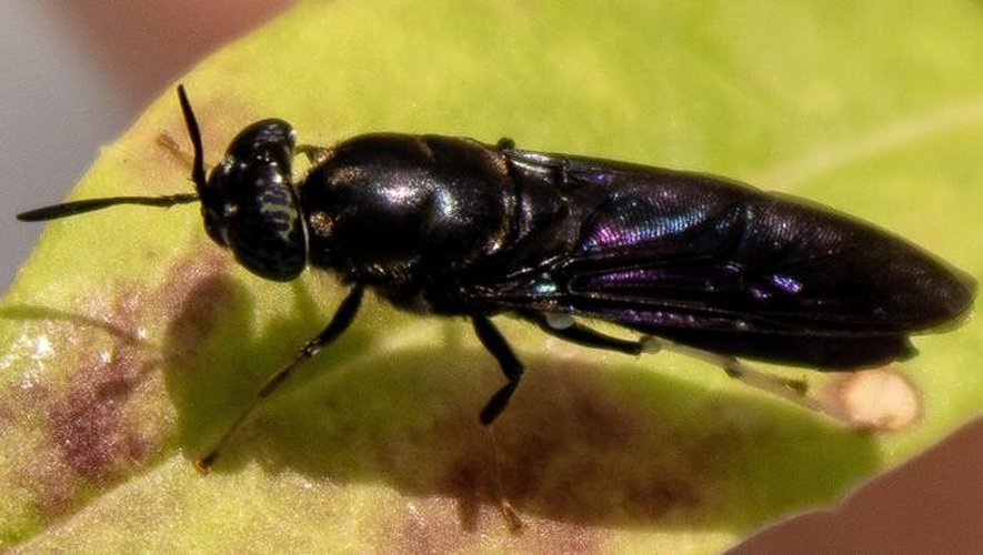 Récupérer des mouches mortes pour fabriquer du plastique biodégradable : c'est la drôle d'idée qu'ont eue des chercheurs américains.