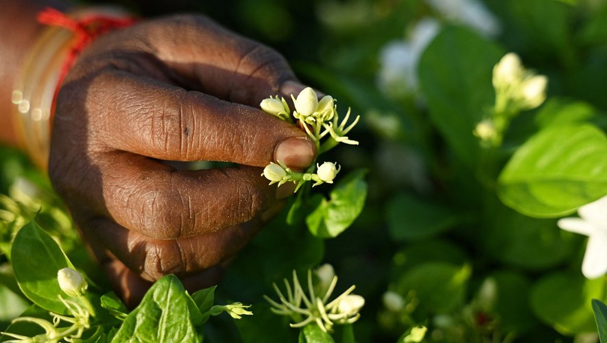 Dans l'ancienne ville de Madurai, dans le sud de l'Inde, la fleur de jasmin omniprésente attire les plus grands parfumeurs.