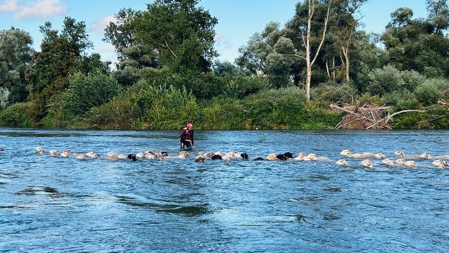 Les sauveteurs aquatiques sont intervenus pour extirper le troupeau de sa mauvaise posture.