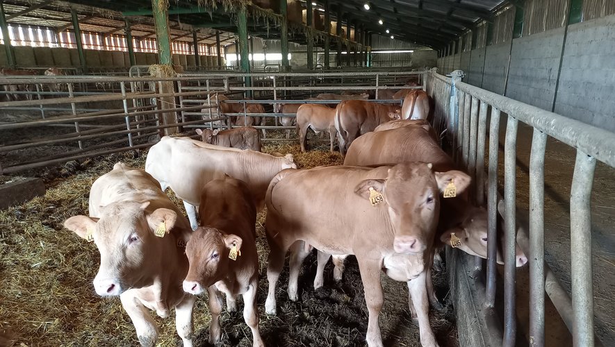 L’agriculteur élève en moyenne une centaine de vaches limousines