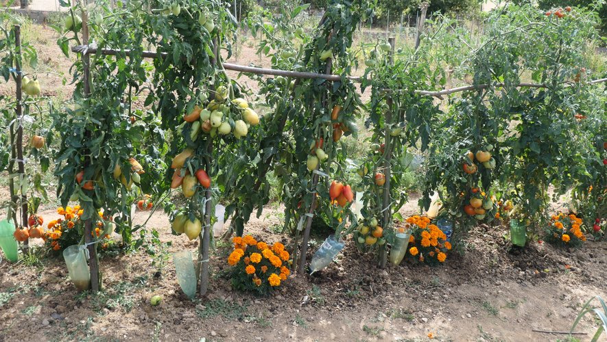 De belles tomatesdans le potager d’un jardinier.