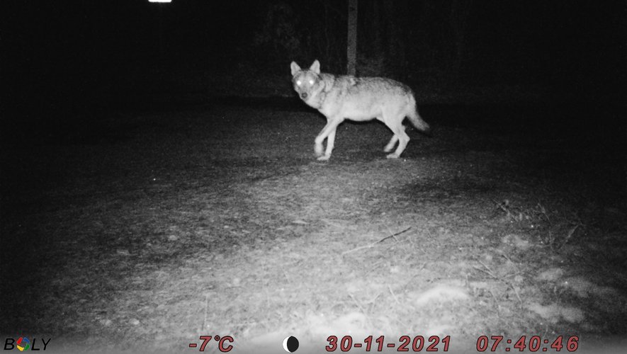 Fin 2021, un loup avait été photographié sur le Larzac.