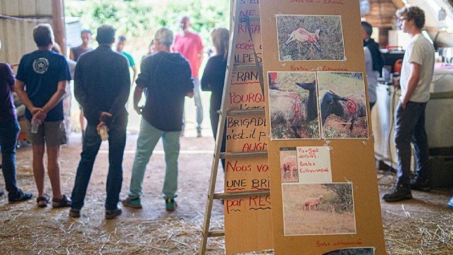 Aveyron: le speranze degli allevatori per una possibile evoluzione del piano lupo