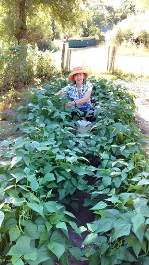 Geneviève Thibaux au milieu des haricots dans le jardin d’une amie, à Salles-Curan.