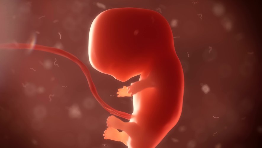 Un groupe de chercheurs a publié mercredi ses recherches dans le journal scientifique Nature, décrivant comment ils ont réussi à créer un simili-embryon à partir de cellules souches embryonnaires humaines.