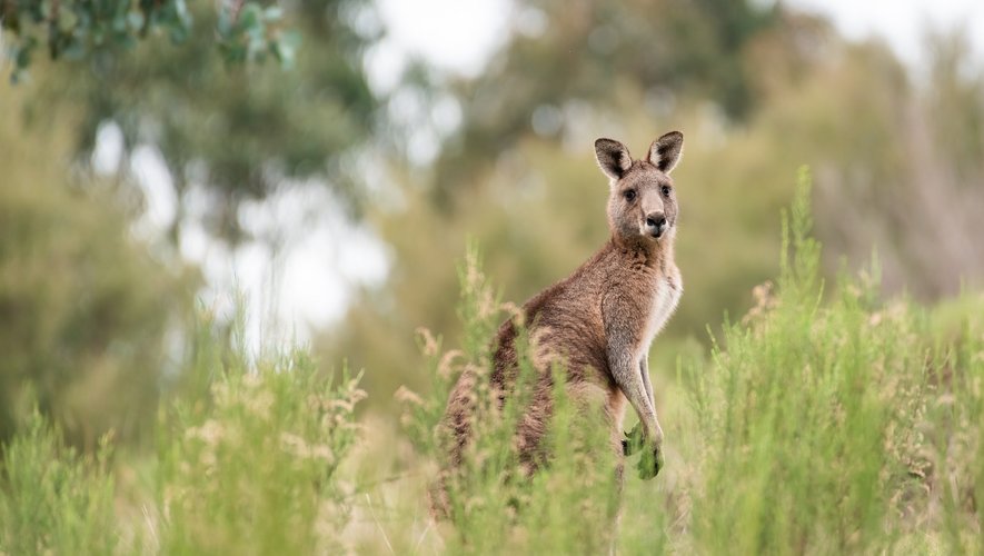 Des rencontres étonnantes avec l'animal australien même dans le Gard.