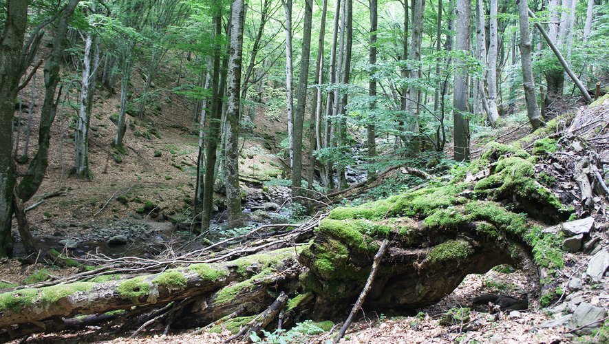 Le bois des Hourcières regorge d’espèces rares qui seront recensées dans l’atlas de la biodiversité.