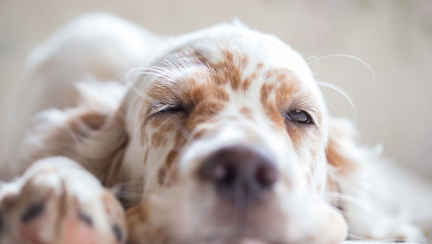 Les chiens sont très sensibles à leur environnement pendant qu’ils dorment.