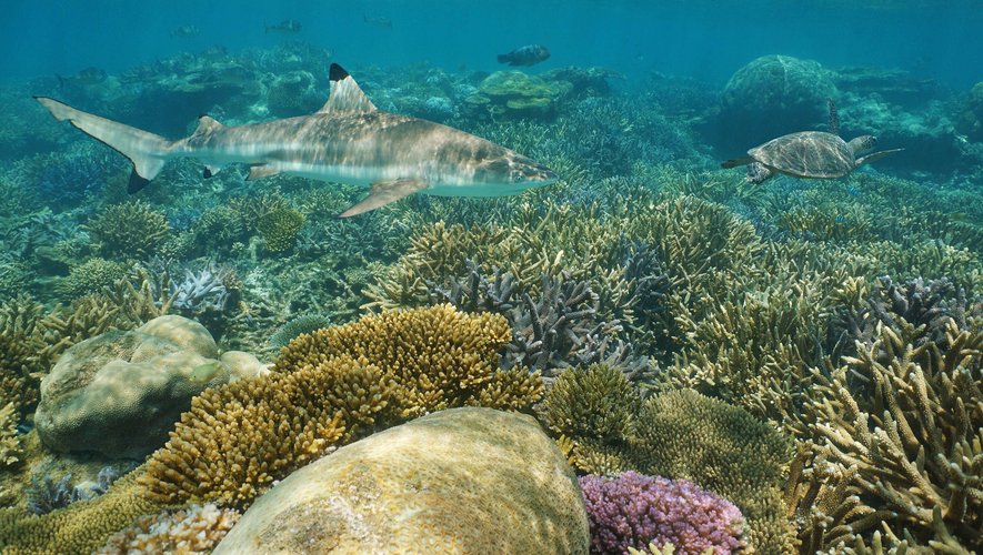 Depuis juin dernier, les requins et les tortues marines de Nouvelle-Calédonie disposent de droits juridiques qui leur sont propres.