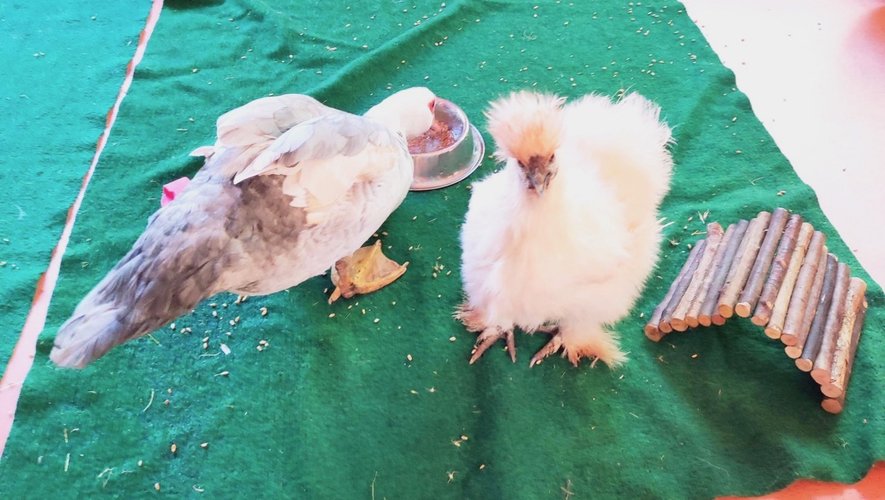 Poule canard et hamster ont fait la joie des enfants.