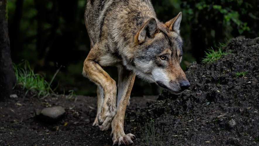 Le reclassement du statut de l’espèce des loups est à l’étude.