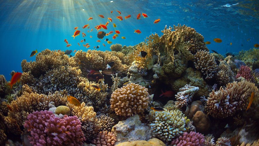 Une étude de l'Anses confirme l'impact de certaines substances chimiques sur la santé des récifs coralliens.